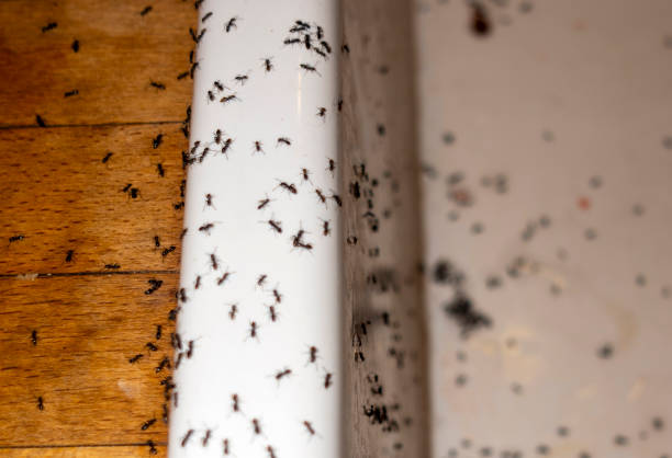 Best Affordable Pest Control Services  in Northchase, NC